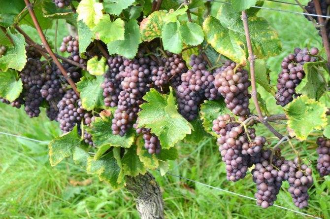 Особенности выращивания винограда низина — плюсы и минусы сорта