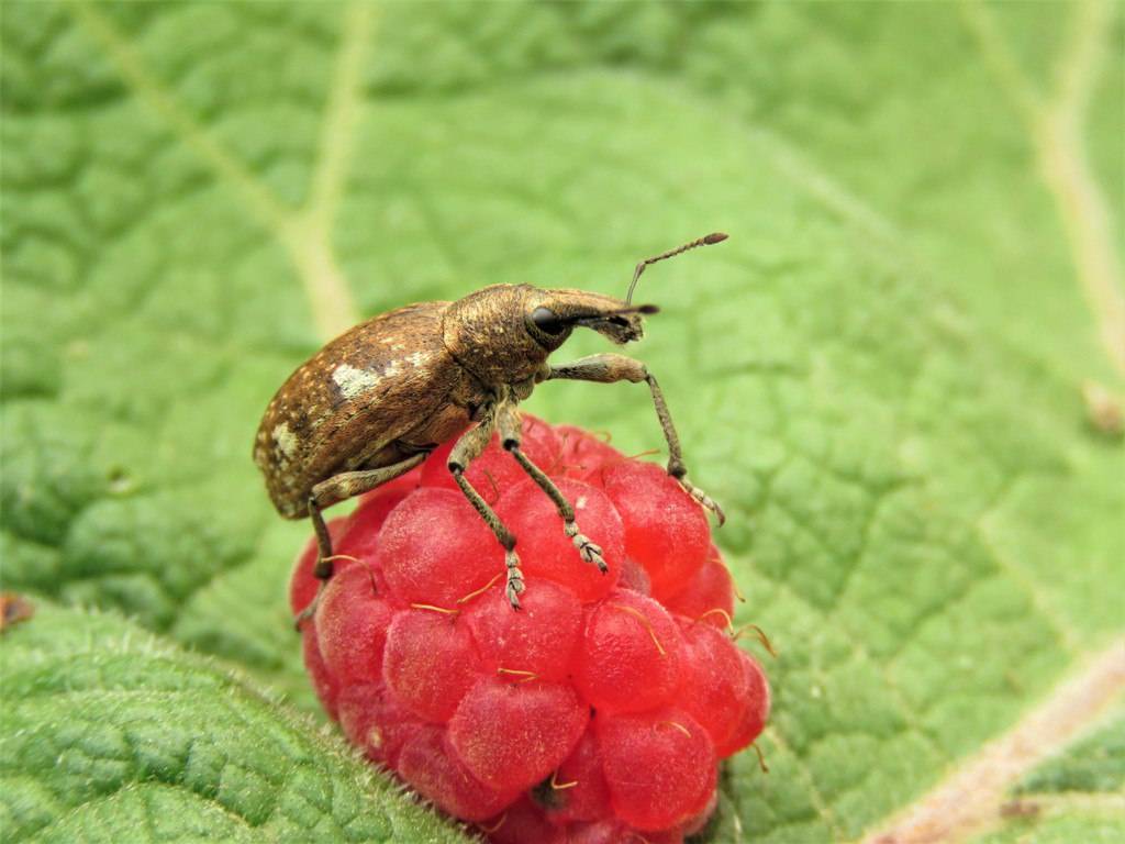 Малинный жук – фото и все известные методы уничтожения