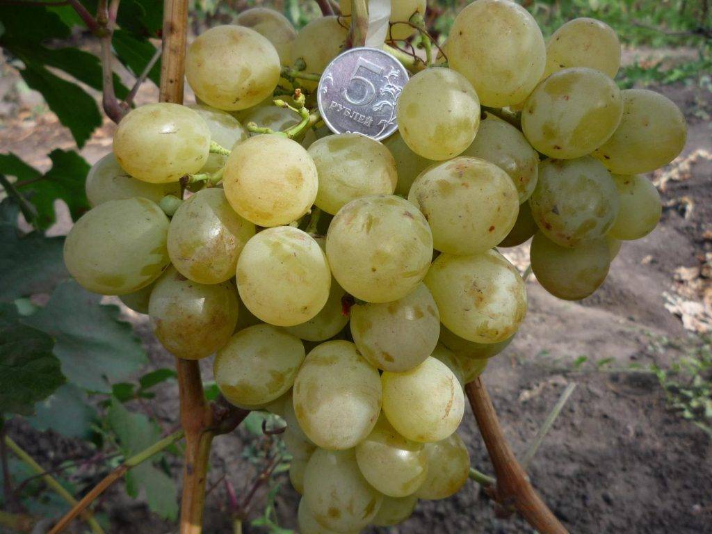Особенности винограда сорта кеша