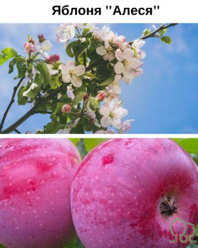 Яблоня алеся: описание сорта, тонкости ухода, отзывы садоводов || яблоня алеся описание сорта фото отзывы садоводов