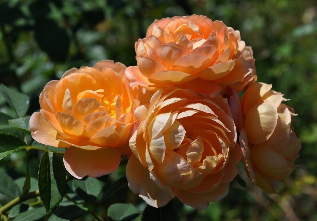 Роза леди шалот фото и описание отзывы | мой сад и огород
