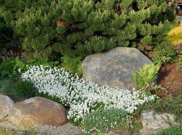 О цветах многолетних для альпийской горки и клумбе из камней своими руками