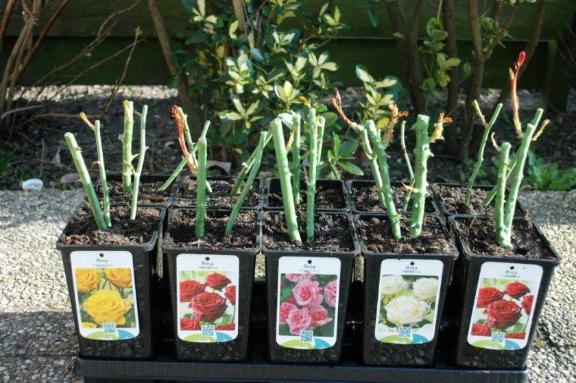 Как выращивать розу кордана дома и в открытом грунте? видео — ботаничка.ru