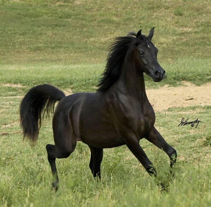 Кабардинская порода лошадей — история, описание, фото и видео. | cельхозпортал