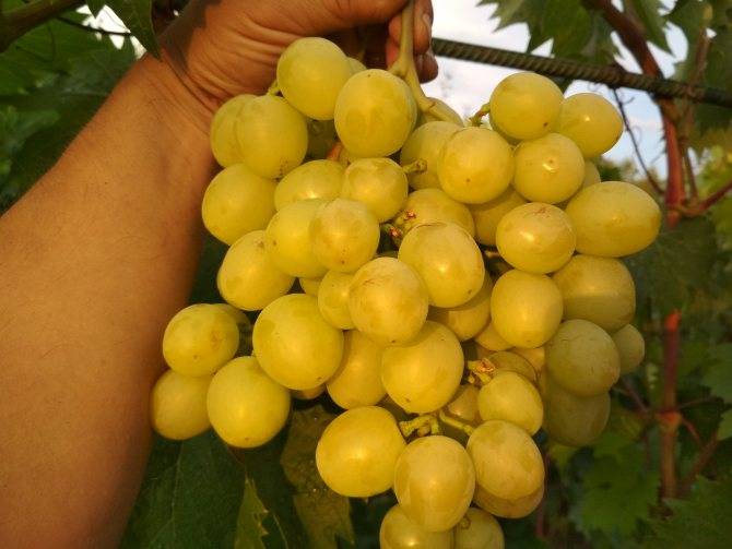 Виноград сенатор: описание сорта и особенности выращивания