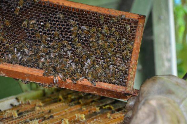Роение пчел - 90 фото и причины роения. особенности подготовки к роению пчел