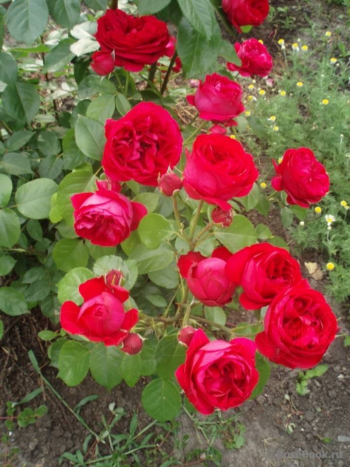 Роза розариум ютерсен: описание и выращивание сорта