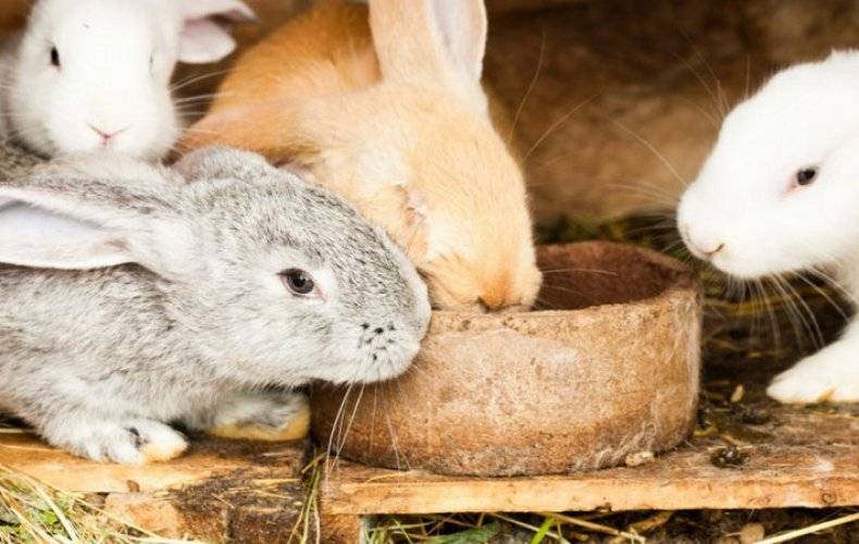 ᐉ какие ветки можно давать кроликам, а какие нельзя? - zooon.ru
