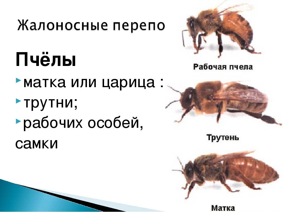 Сколько живет рабочая пчела. Пчела матка трутень. Матка трутень рабочая пчела. Трутень и матка. Трутни в пчелиной семье.