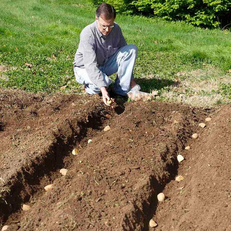 Как правильно сажать картофель: советы новичкам — как сажать картошку — про огород