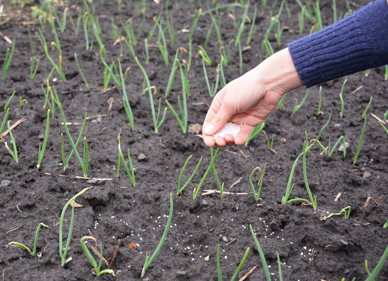 Как правильно удобрять лук весной после посадки и озимый?