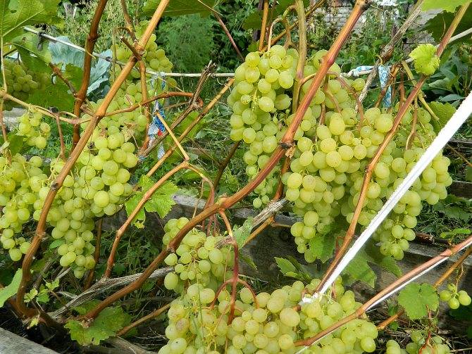 Как посадить весной виноград саженцами пошагово