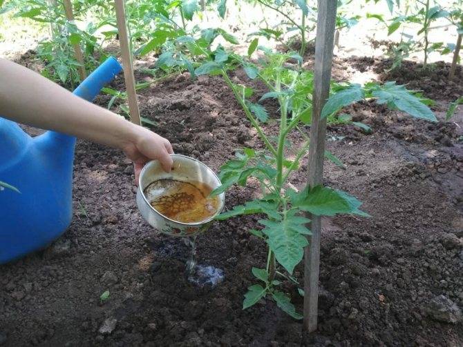 Подкормка помидор после высадки в грунт народными средствами