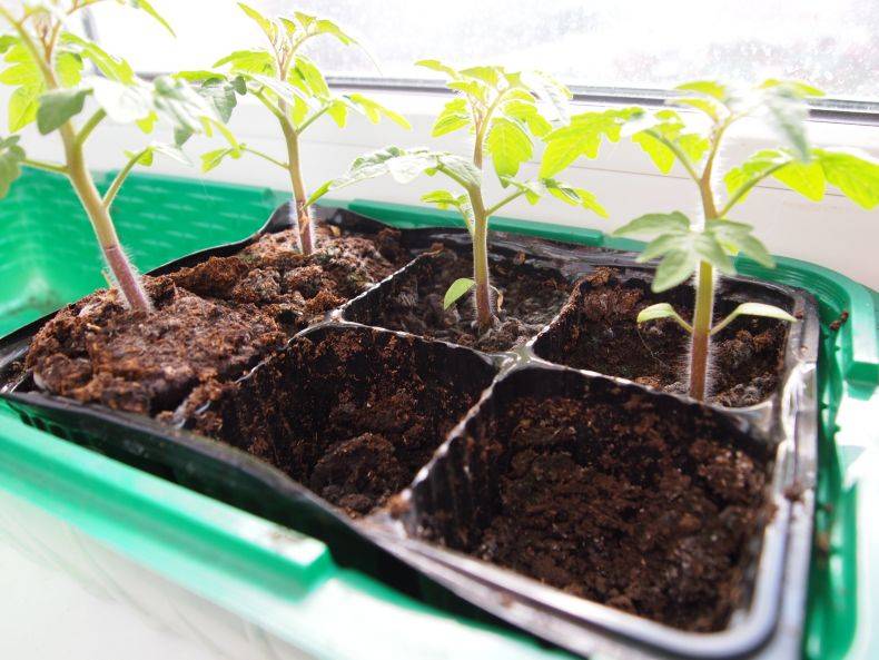 Черная ножка у рассады томатов: что делать | топ огород