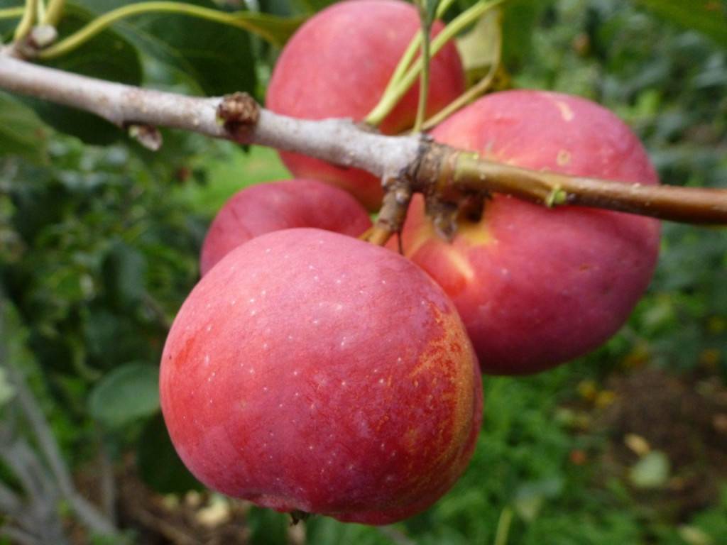 Пепин шафранный яблоня, описание