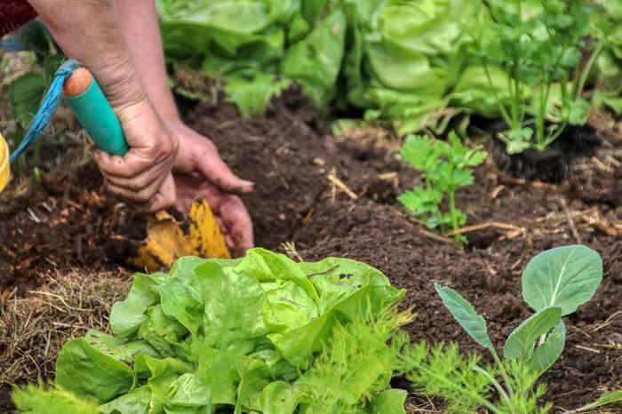 Как сеять салат: выращивание культуры