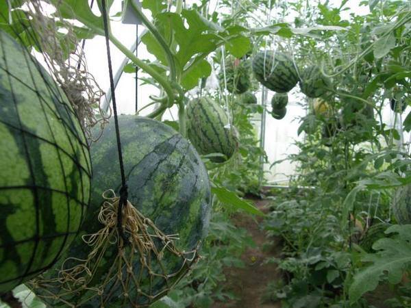 Условия и технология: как выращивать арбузы на урале в теплице