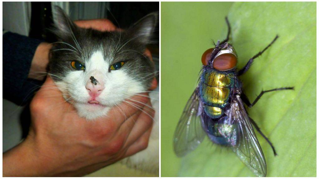 Как ухаживать за кошкой после укуса пчелы