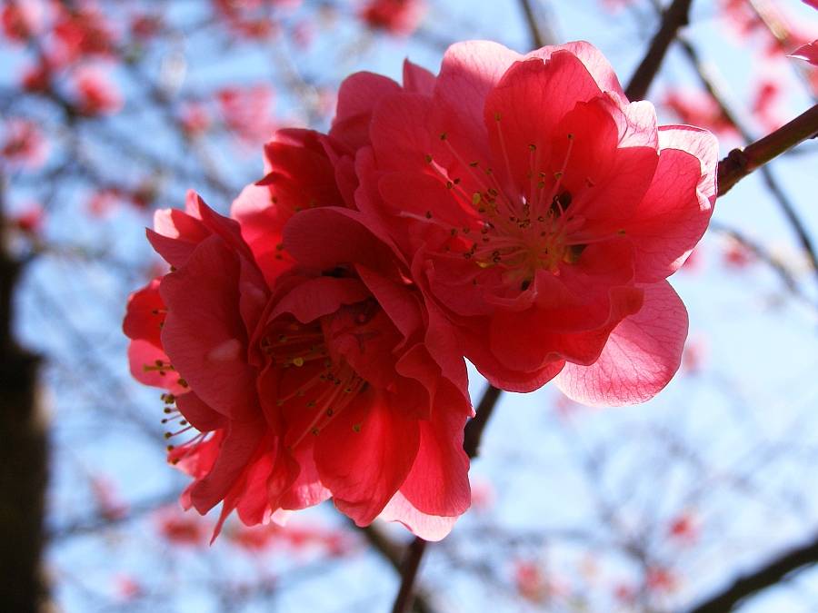 Японские цветы названия - журнал садовода ryazanameli.ru