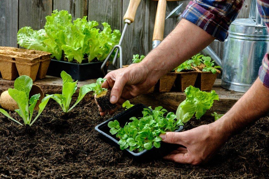 Выращивание салата в открытом грунте в домашних условиях