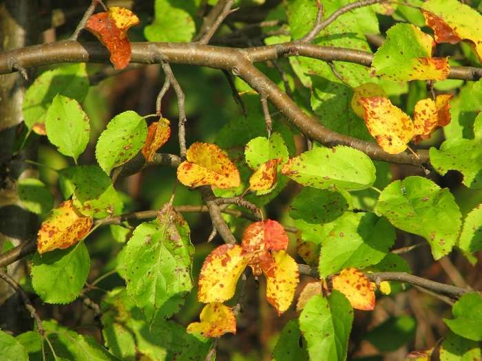 У перца желтеют листья в теплице и открытом грунте: 11 причин недуга и что делать для выздоровления