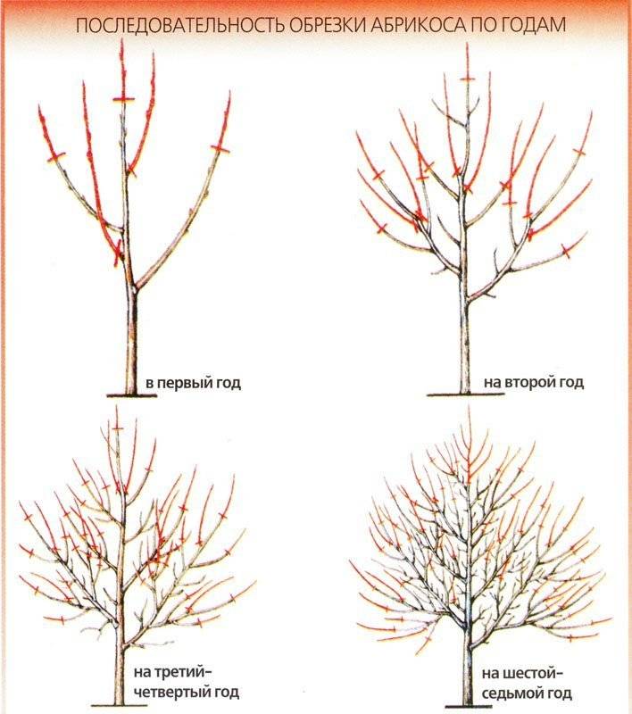 Топ-5 правил ухода за взрослыми деревьями абрикоса