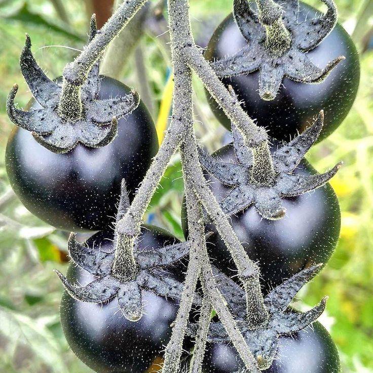 Лучшие сорта черных томатов: фото и отзывы огородников