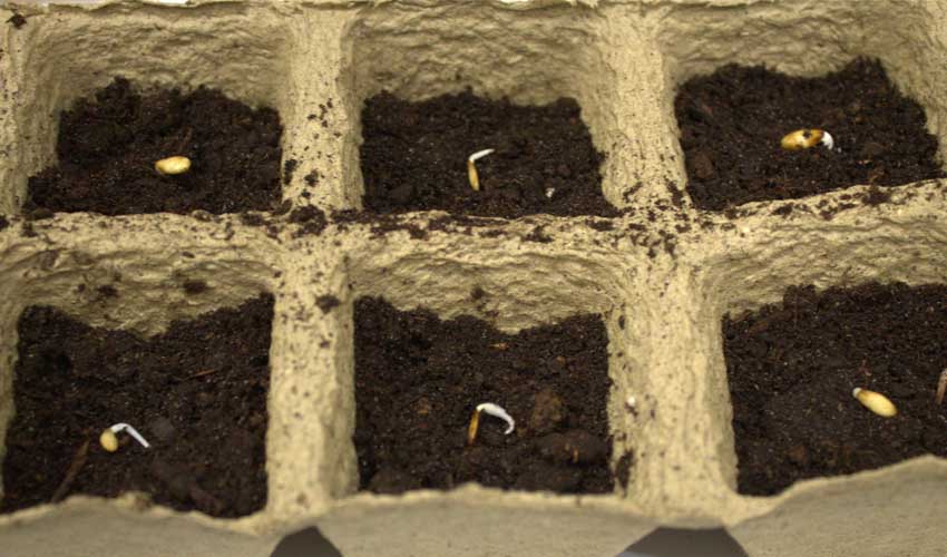Как выращивать рассаду огурцов в торфяных горшочках