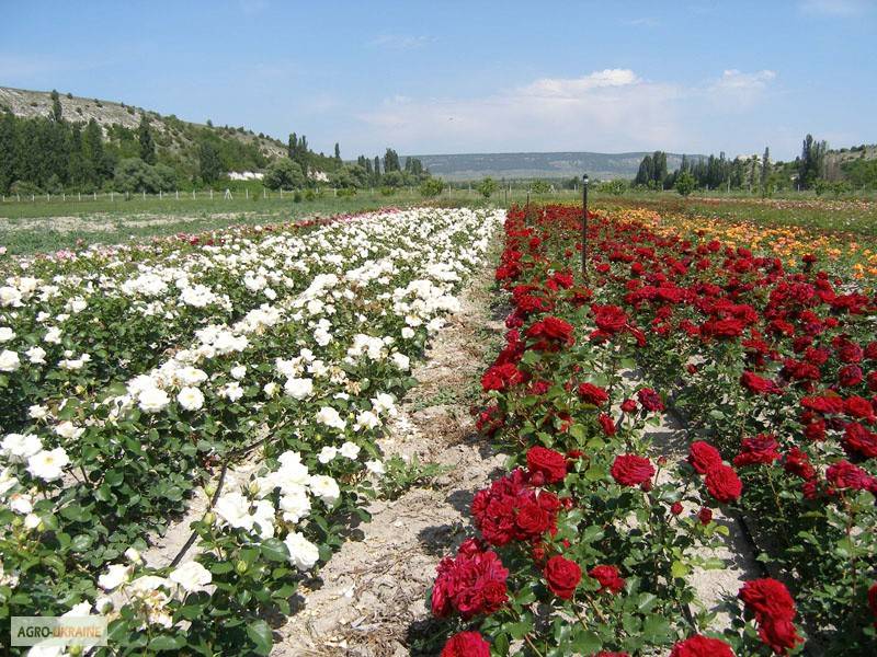 Можно ли посадить садовую розу дома в горшок. условия домашнего выращивания роз