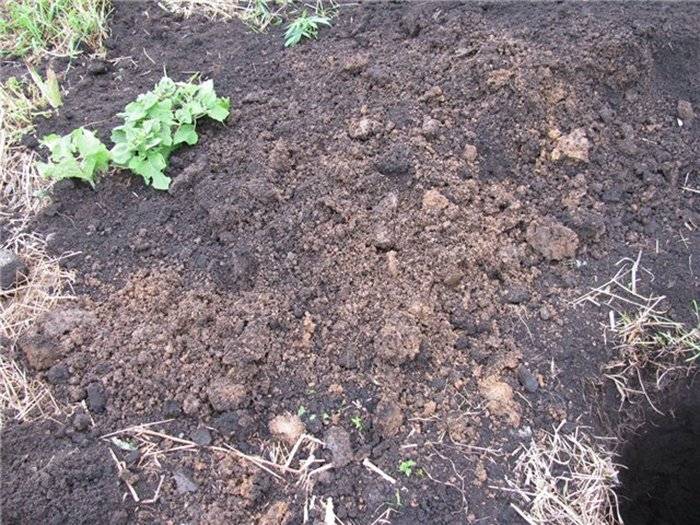 Чёрная смородина — технология выращивания от «а» до «я»: уход весной и осенью для хорошего урожая, опыление, шпалера для смородины