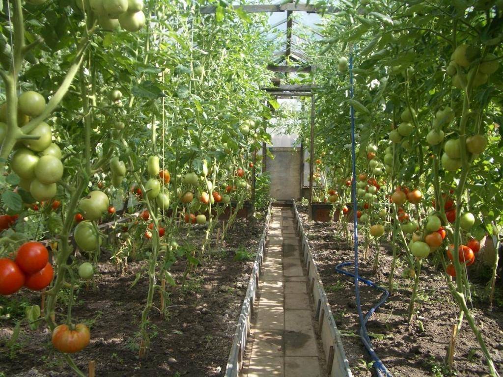 Выращивание помидоров в теплице из поликарбоната: секреты посадки и ухода, борьба с болезнями