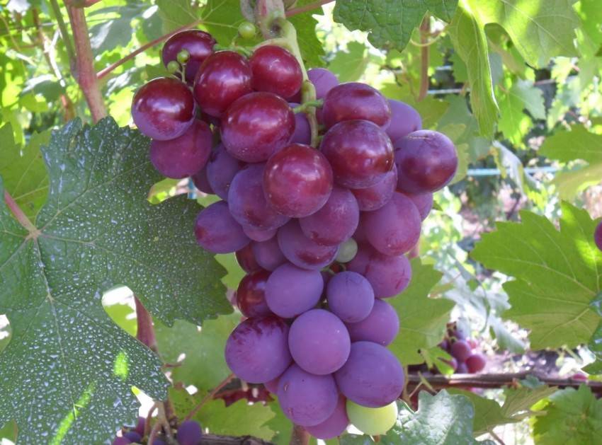 Виноград низина: описание сорта, подробные характеристики и его особенности, фото selo.guru — интернет портал о сельском хозяйстве