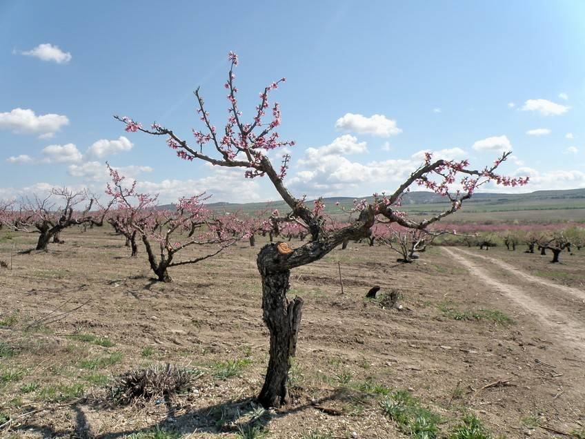 Сроки и правила обрезки персика, схема формирования после снятия урожая