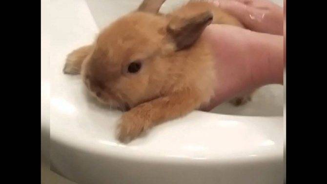 Как купать декоративного кролика, можно ли его мыть в домашних условиях