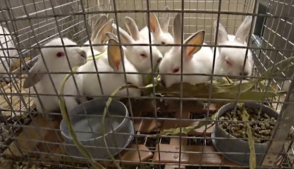 Когда можно отсаживать крольчат от крольчихи в каком возрасте и чем их кормить