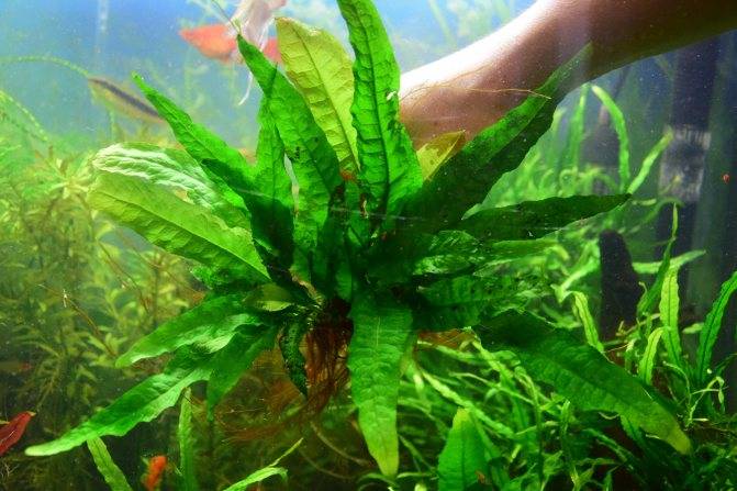 Таиландский папоротник: основные разновидности аквариумного растения, правила ухода и содержания в аквариуме