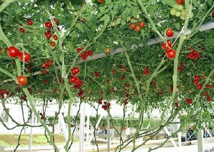 Как вырастить томатное дерево в домашних условиях