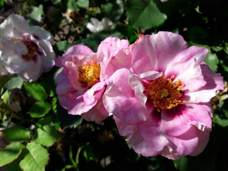 Описание розы из группы флорибунда сорта блю фо ю: условия выращивания и ухода