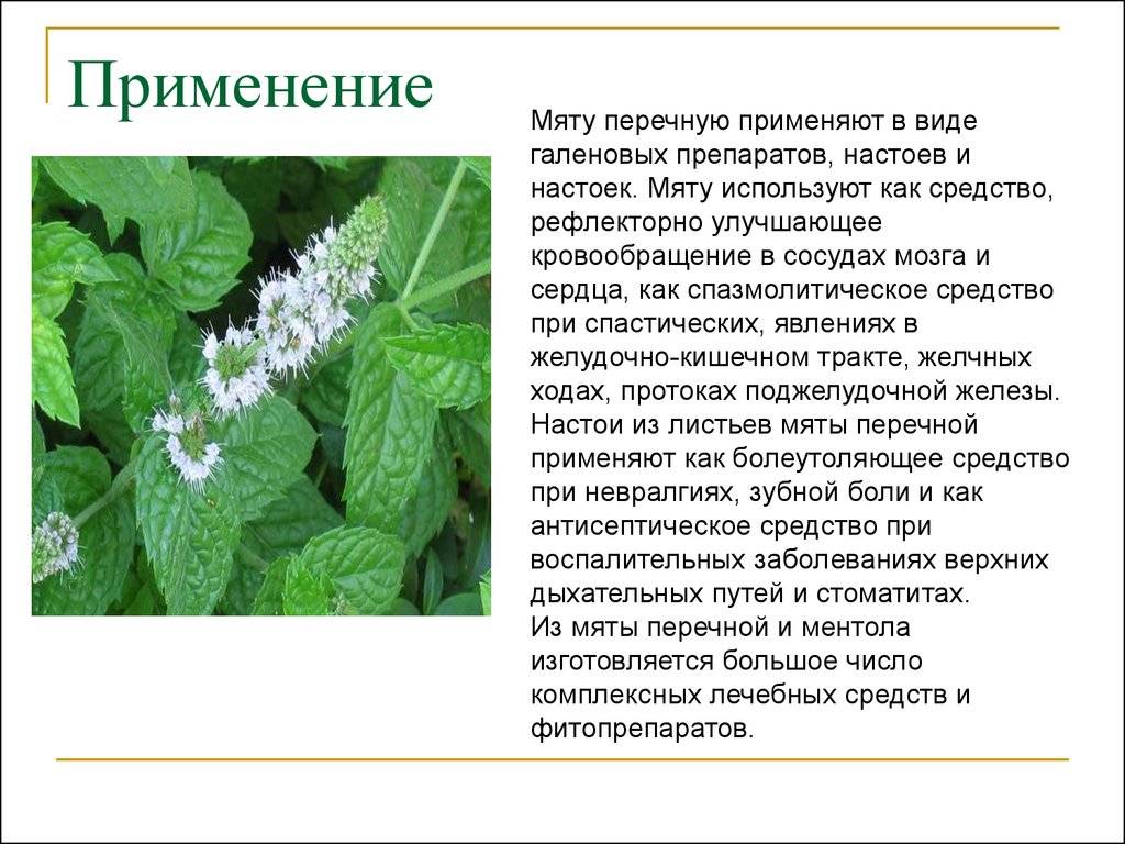 Мята: виды, полезные свойства, заготовка, состав | luculentia.ru