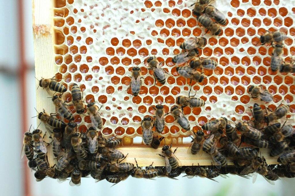 Как пчелы делают мед, время медосбора, сколько меда собирает пчела, видео – med-pochtoi.ru