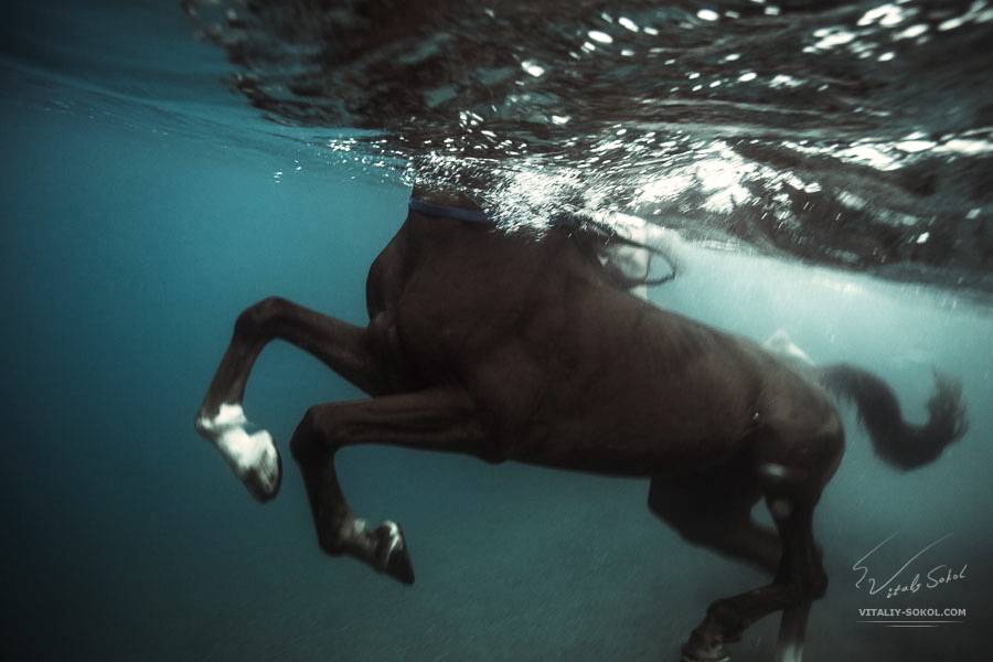ᐉ умеют ли лошади плавать и нужно ли их обучать? - zooon.ru