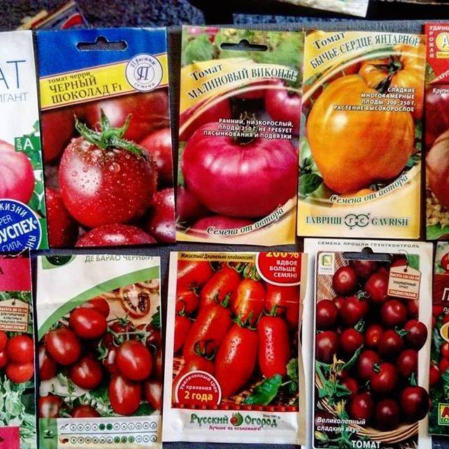 Обработка помидор марганцовкой от фитофторы: сроки, правила, рецепты – дачное дело