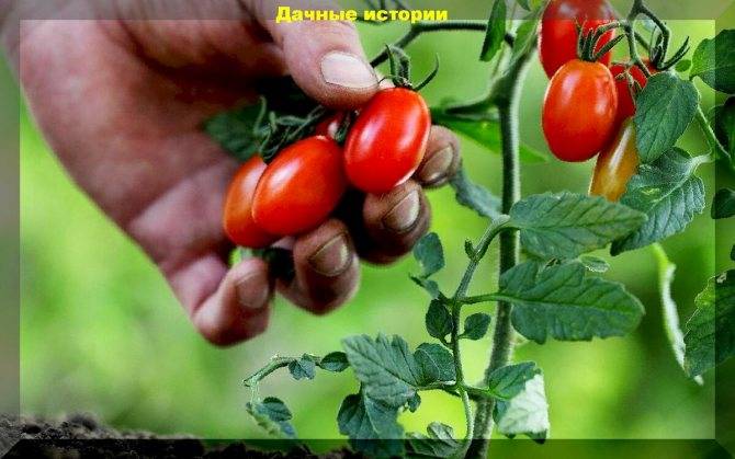 Самые сладкие томаты: актуальная подборка лучших сортов на 2021 год на supersadovnik.ru