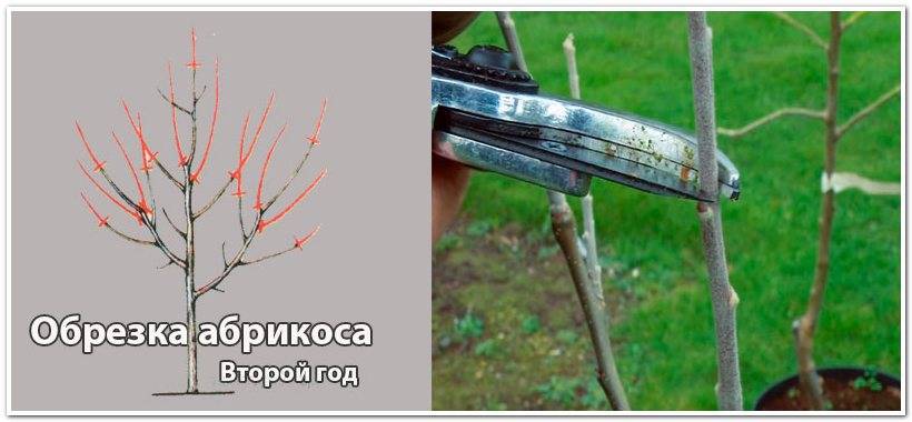Обрезка абрикоса осенью: схема для начинающих, формирование кроны