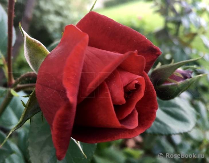 Роза чайно-гибридная версилия: фото и описание, посадка и уход в открытом грунте