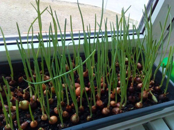 Выращивание зеленого лука в воде: подготовка к выгонке, секреты и хитрости