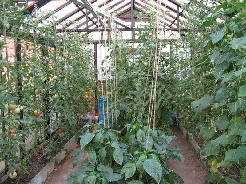 Возможно выращивание огурцов и помидоров в одной теплице?