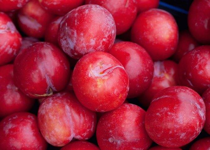 Слива — ягода или фрукт, полезные свойства, калорийность