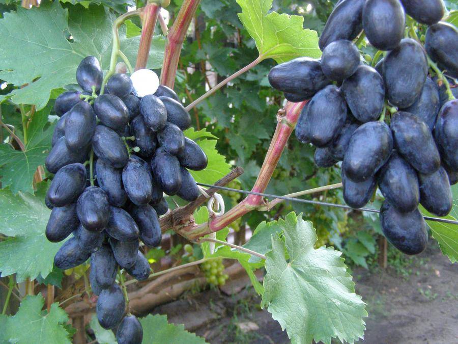 Виноград велика описание особенностей сорта, агротехника выращивания, отзывы и фото