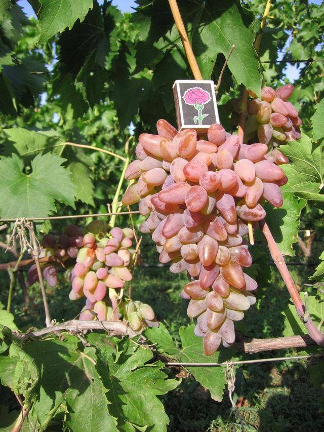 Виноград оригинал - описание сорта, особенности выращивания и уход
